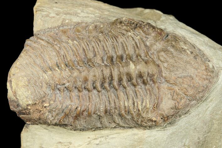 Phacops Logani Trilobite - Pennsylvania #188864